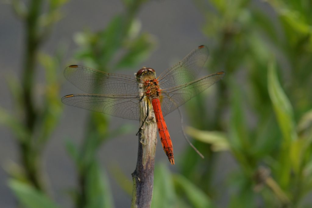 Sympetrum depressiusculum? s!