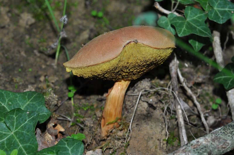 da identificare