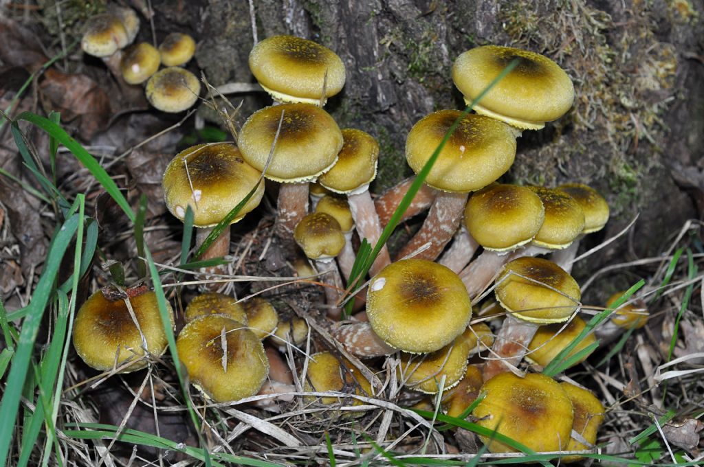 da identificare (4)