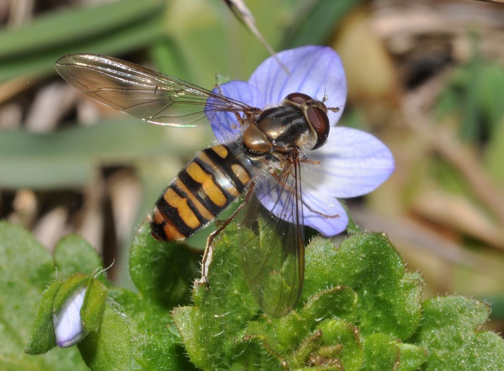 Episyrphus balteatus femmina