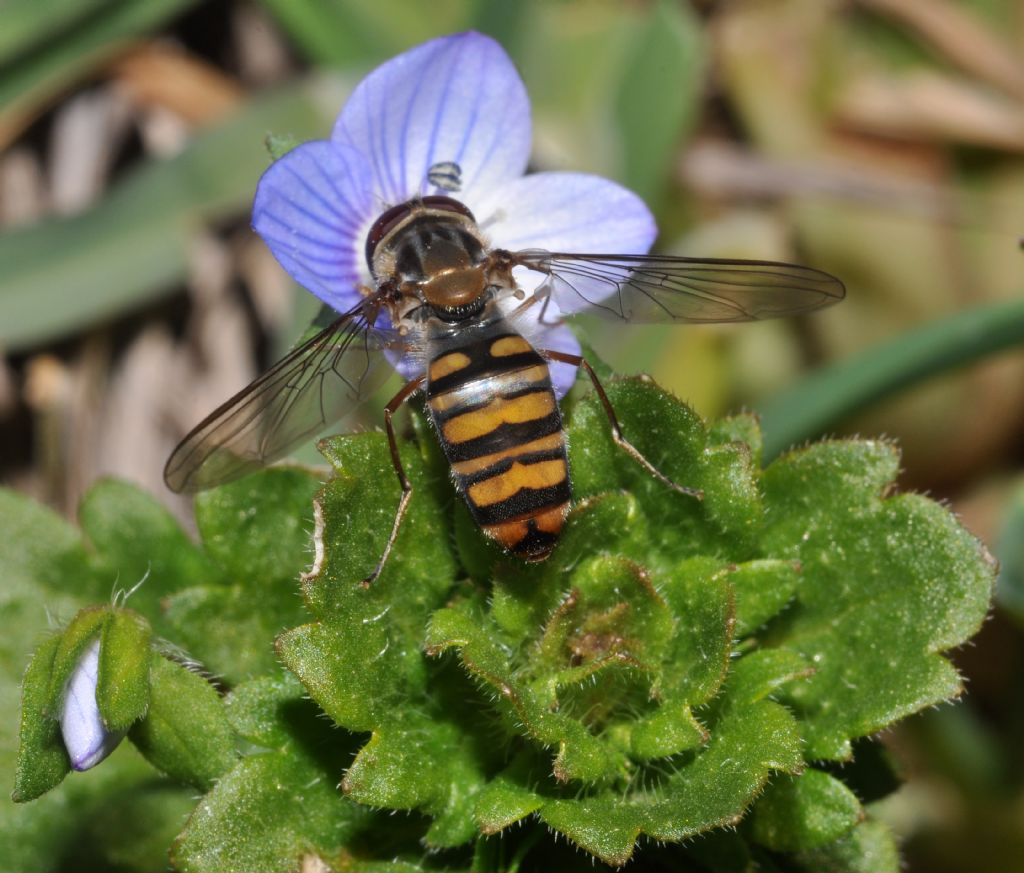 Episyrphus balteatus femmina