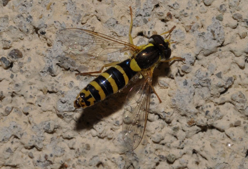 Sphaerophoria cfr scripta femmina