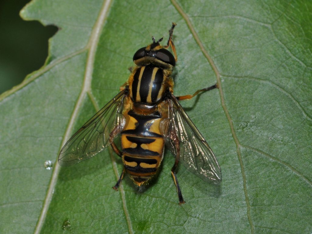 Helophilus pendulus femmina