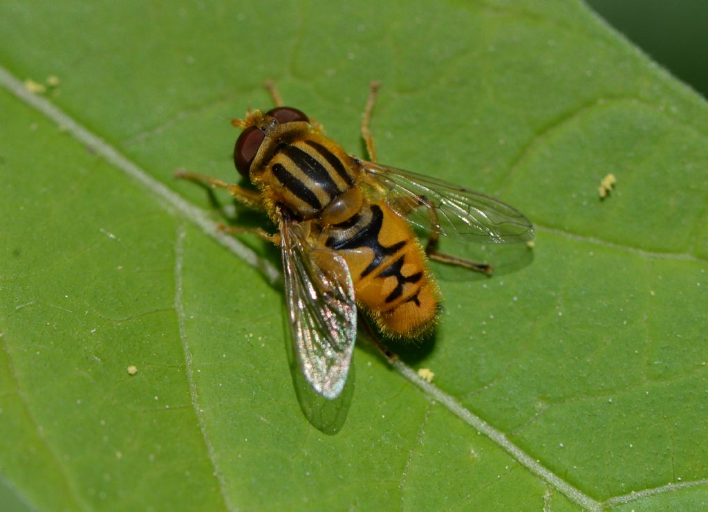 Parhelophilus sp.