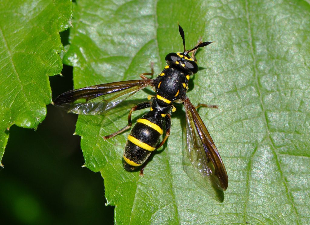 Sphiximorpha subsessilis, femmina