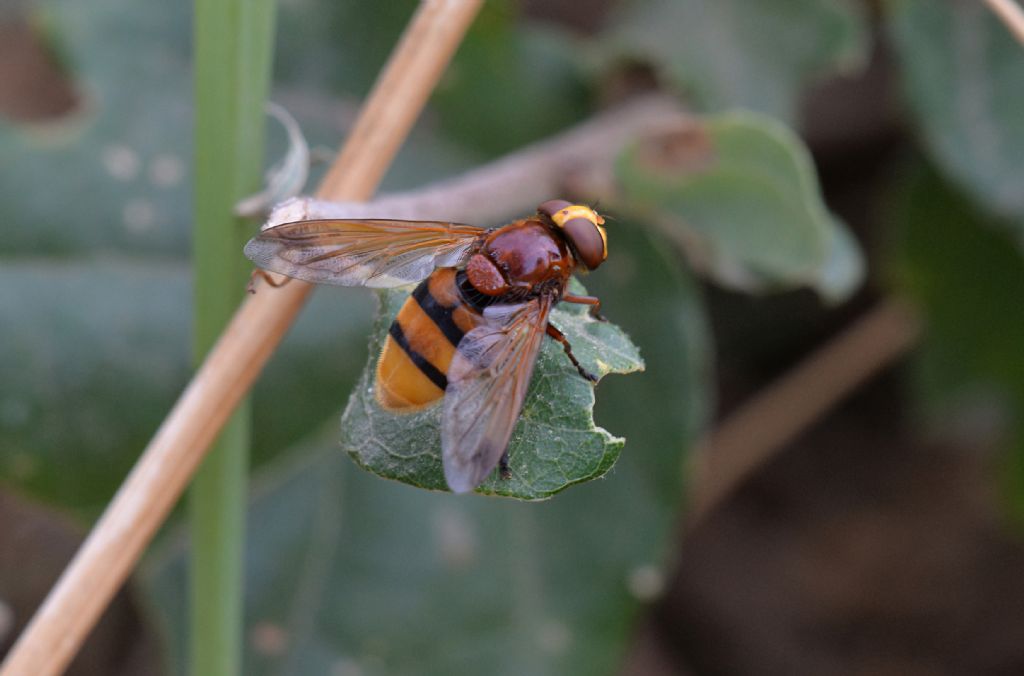 Volucella zonaria femmina