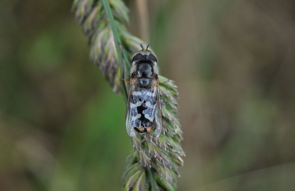 Scaeva pyrastri, femmina