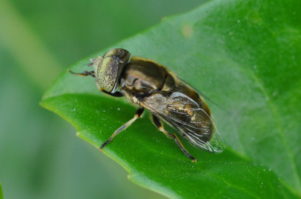 maschio di Eristalinus aeneus.