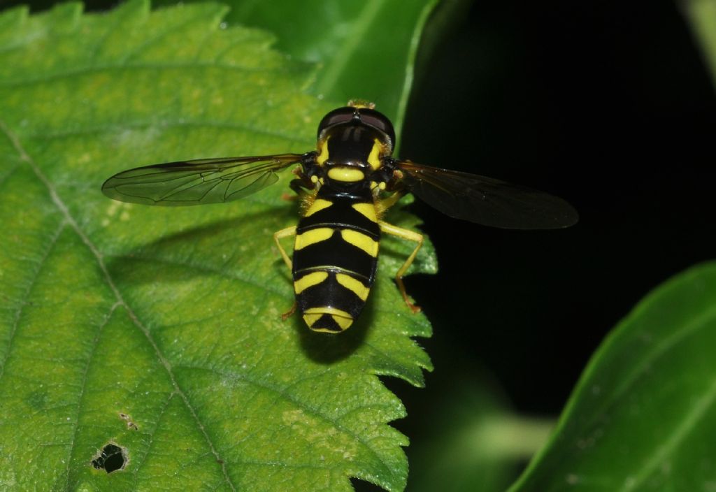 Xanthogramma sp., maschio