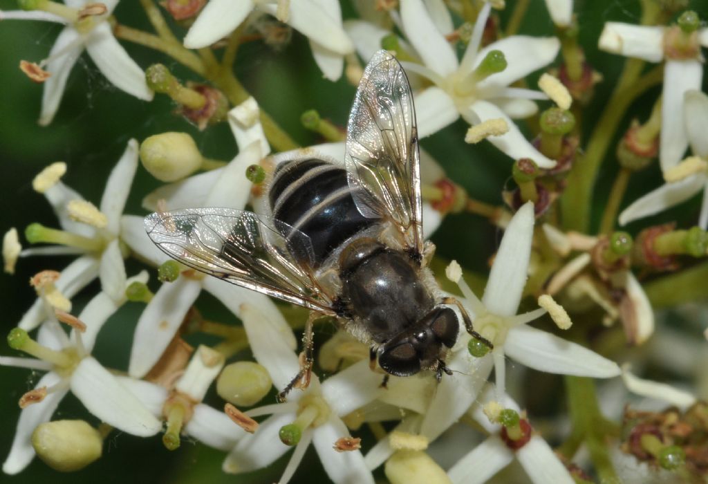 Syrphidae da id (13)