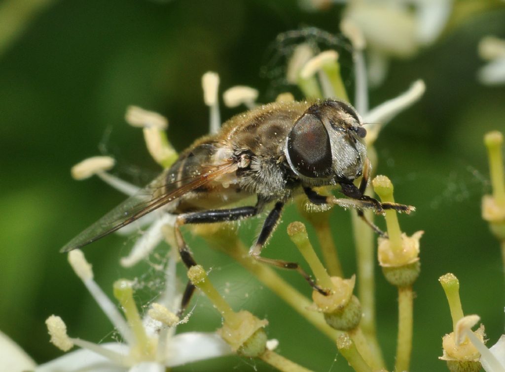 Syrphidae da id (13)