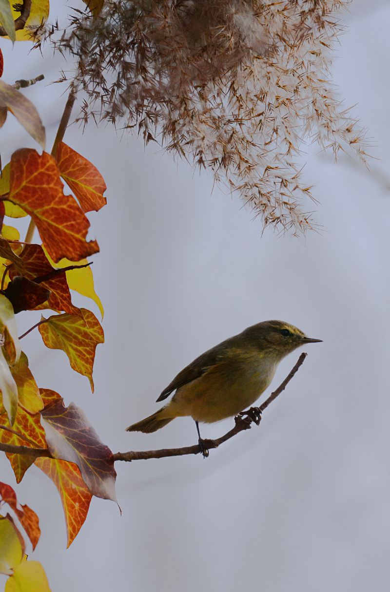 Lu piccolo (Phylloscopus collybita)
