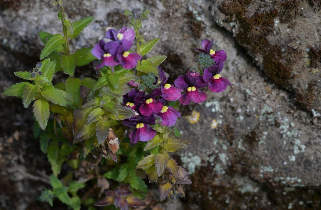 Nemesia sp.