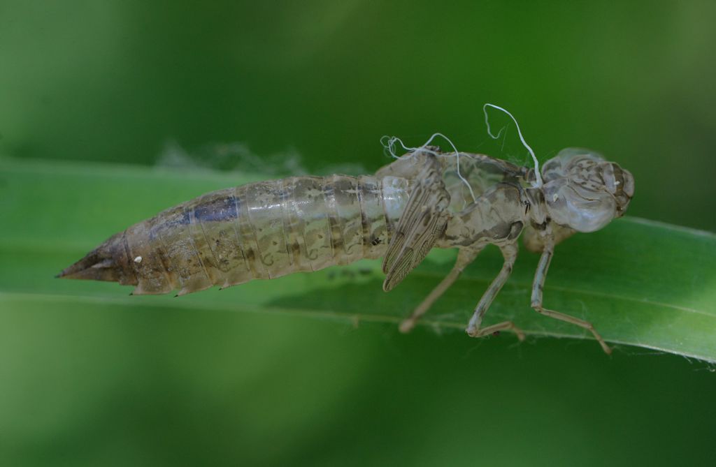 conferma id exuvia