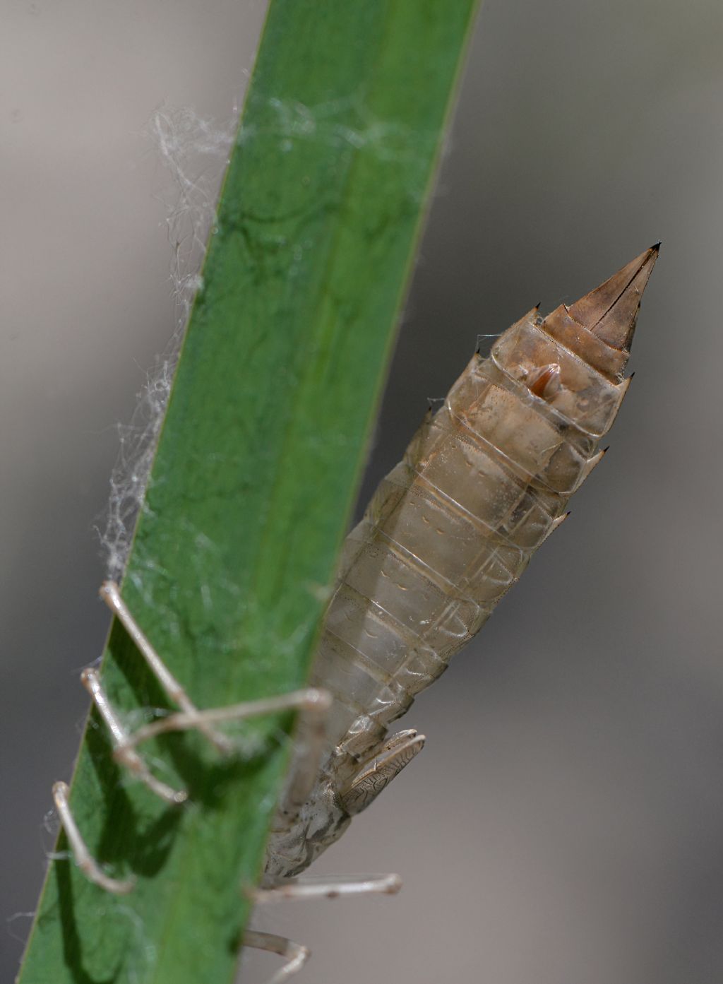 conferma id exuvia