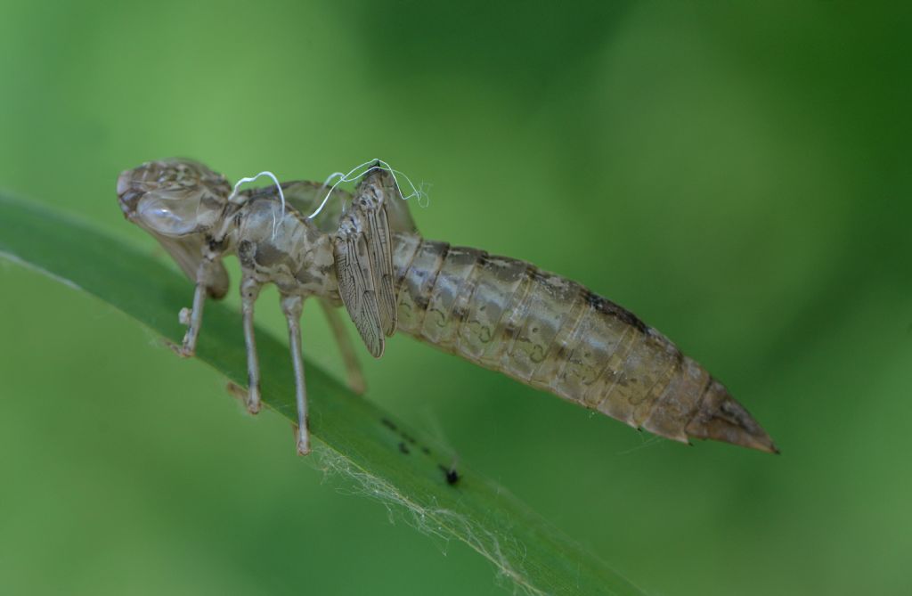 conferma id exuvia