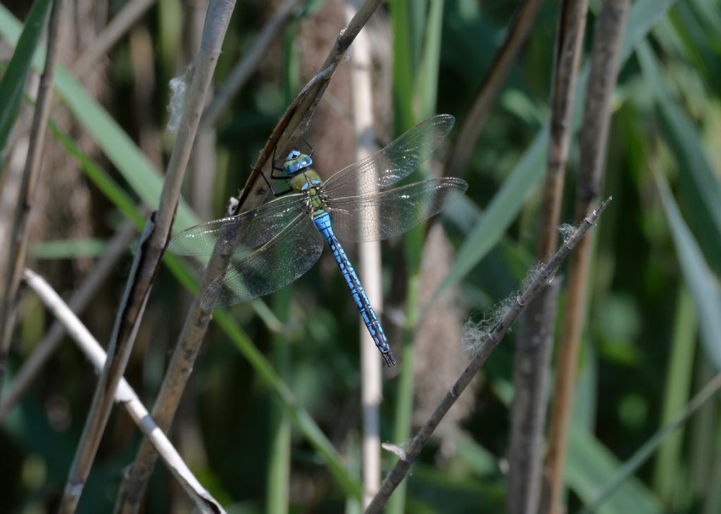 conferma id exuvia