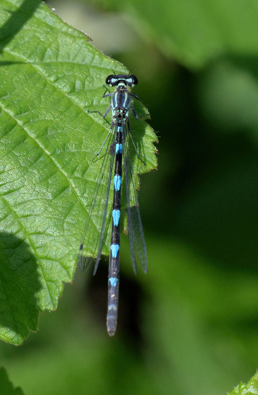 Coenagrionidae: femmina androcroma di Coenagrion pulchellum