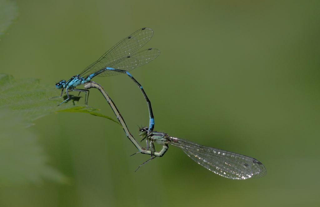 Coenagrionidae da id: Coenagrion pulchellum