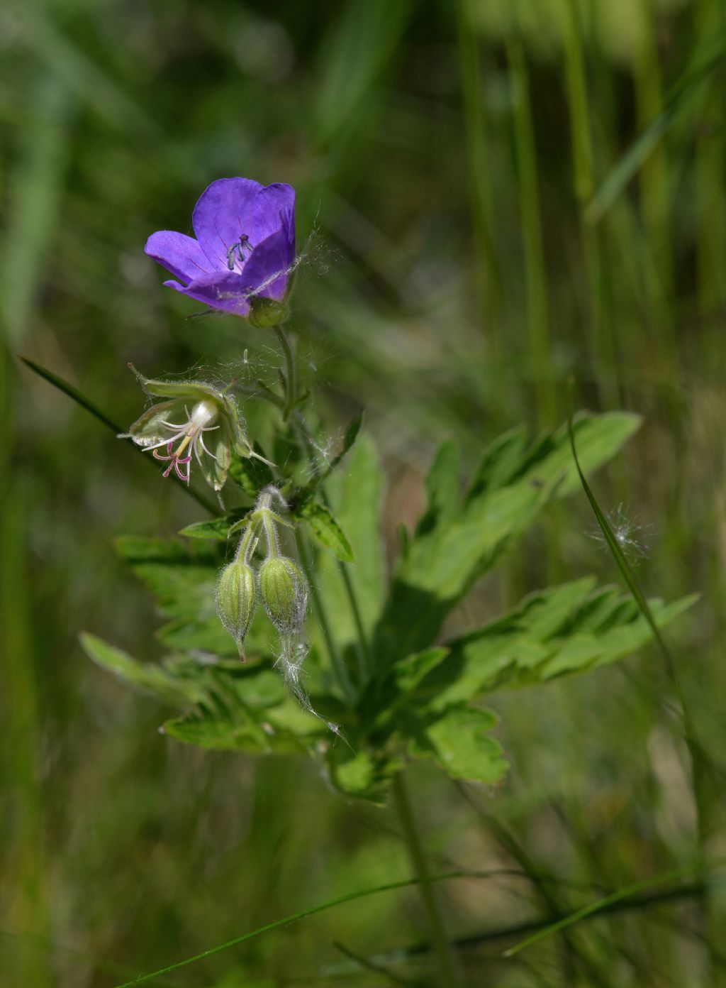 Geraniaceae: Geranium pratense? No. Geranium sylvaticum