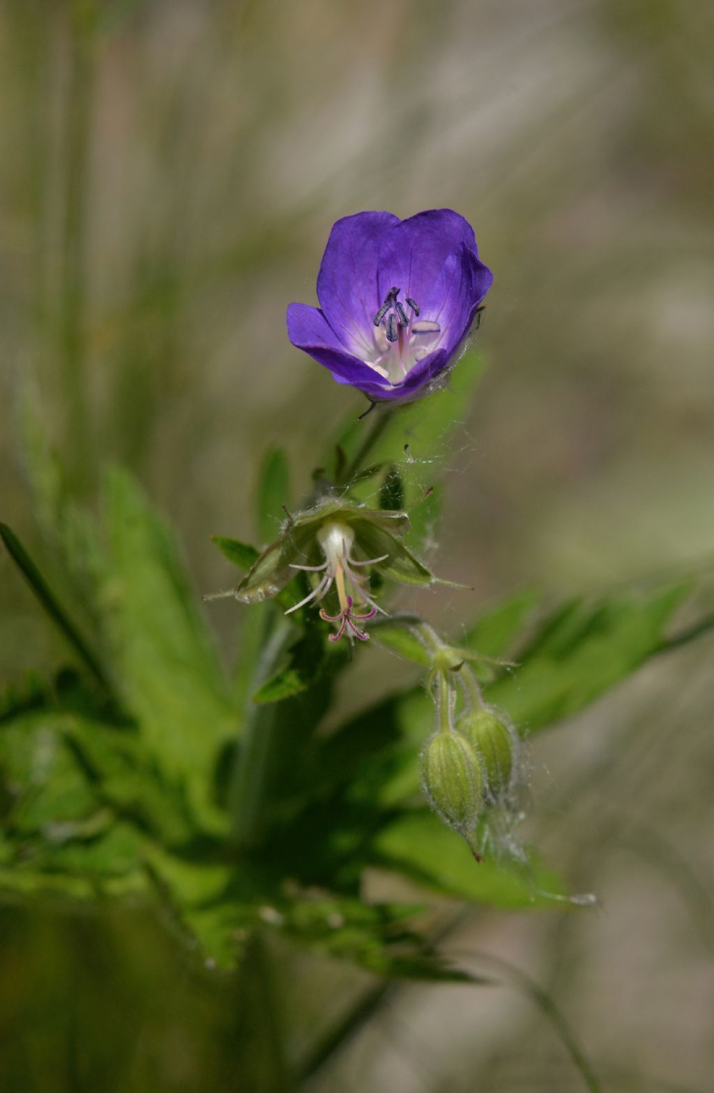 Geraniaceae: Geranium pratense? No. Geranium sylvaticum