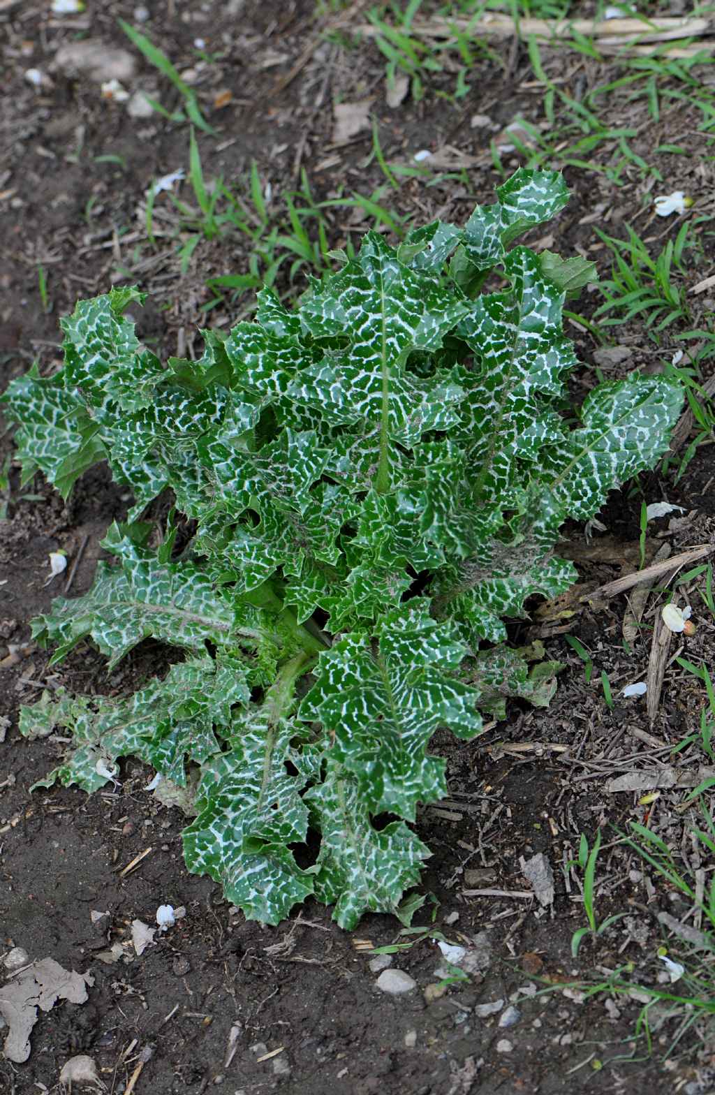 Silybum marianum / Cardo mariano (Asteraceae)