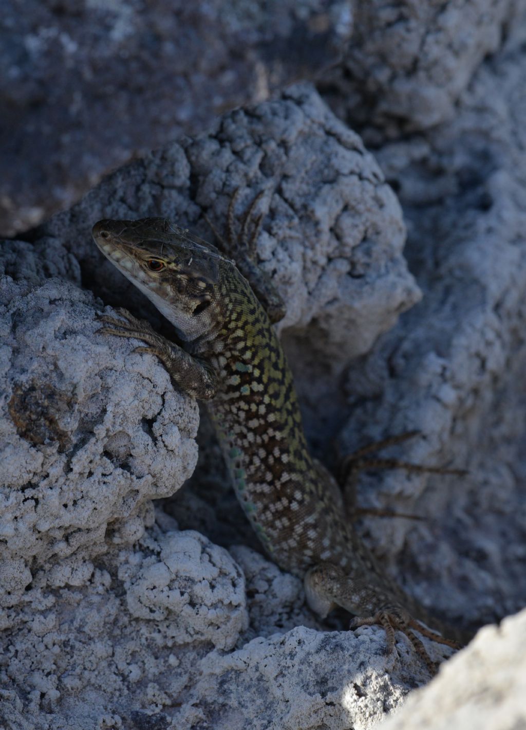 Lucertola campestre (Podarcis siculus)