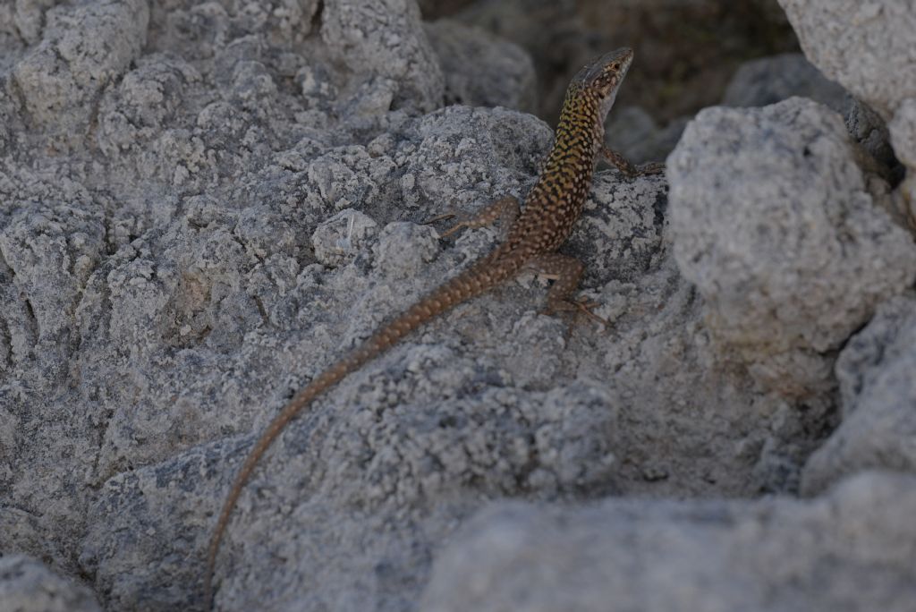 Lucertola campestre (Podarcis siculus)