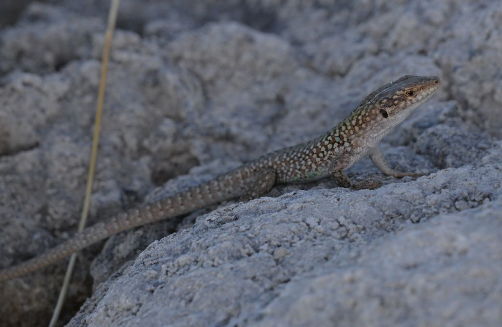 Lucertola campestre (Podarcis siculus)