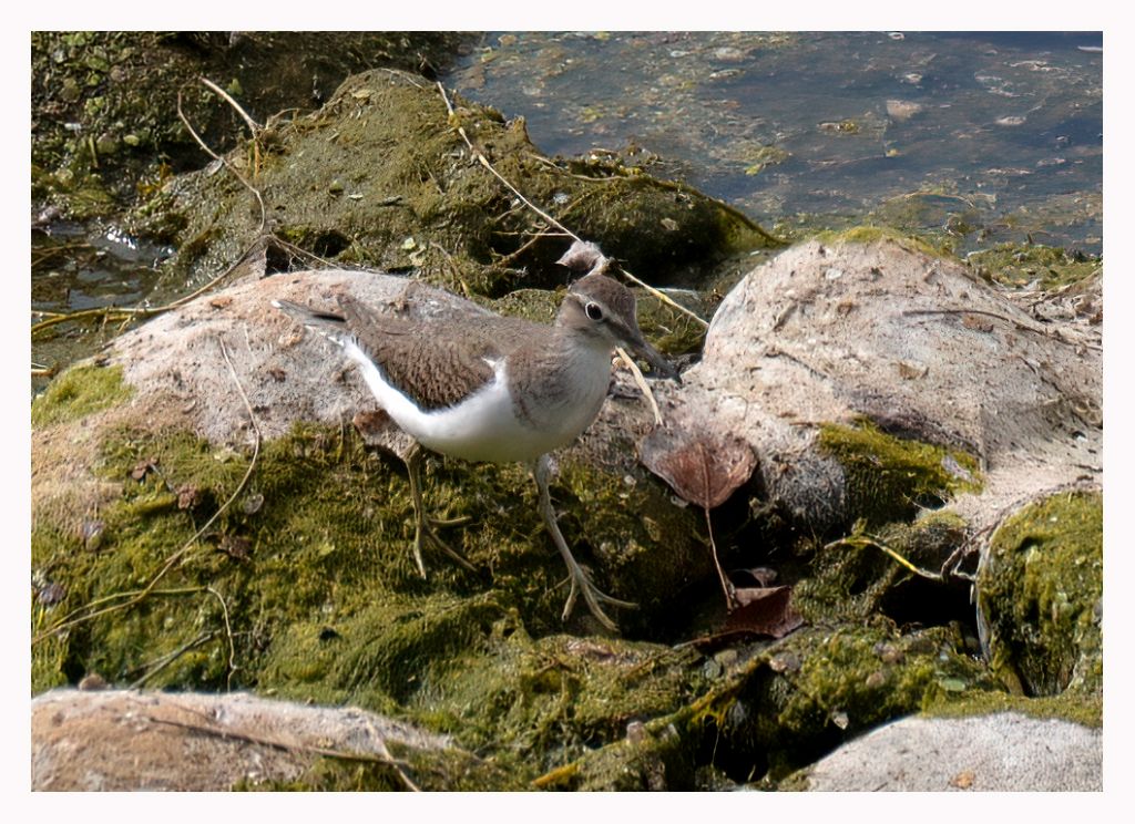 Piro-piro piccolo (Actitis hypoleucos)