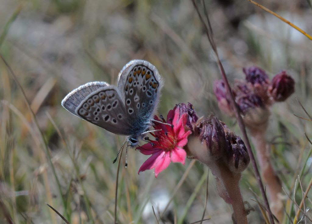 Lycaenidae: Polyommatus eros, maschio