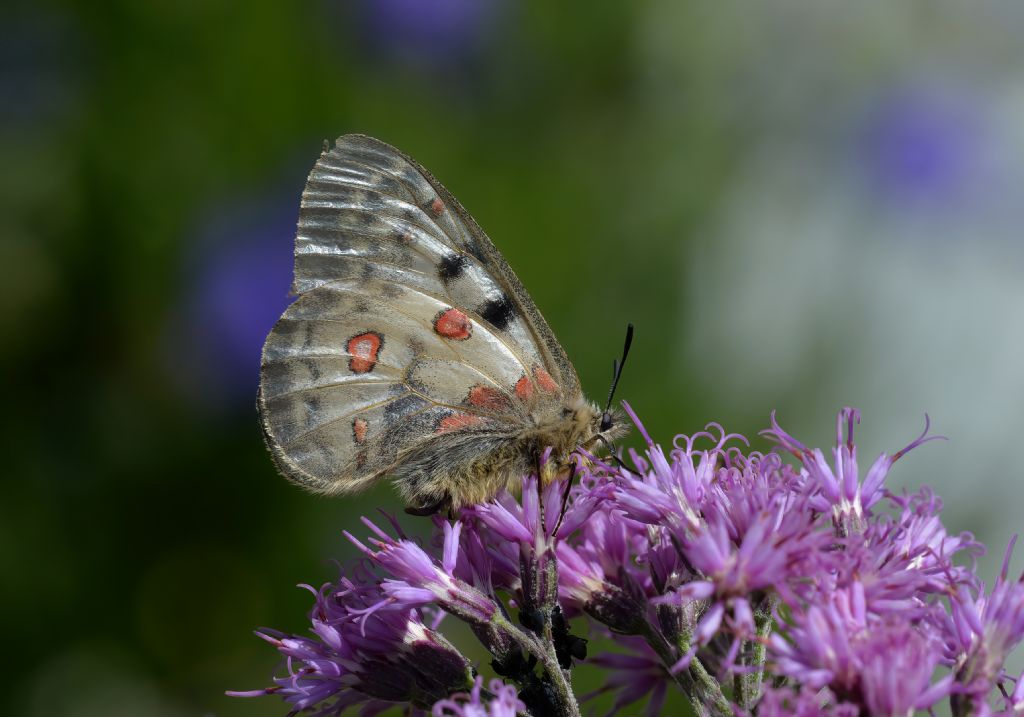 Parnassius apollo o phoebus?  Parnassius phoebus, femmina