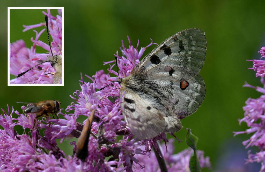 Parnassius apollo o phoebus?  Parnassius phoebus, femmina