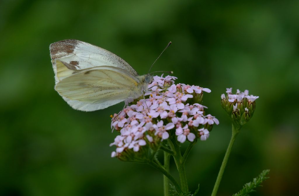 Pieridae: Pieris napi