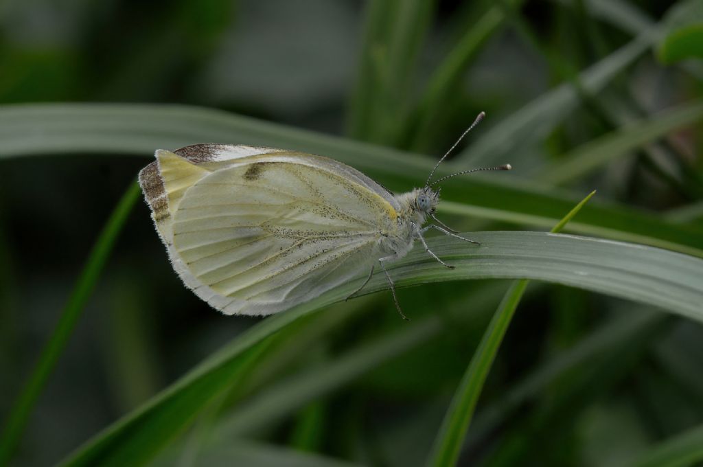 Pieridae: Pieris napi