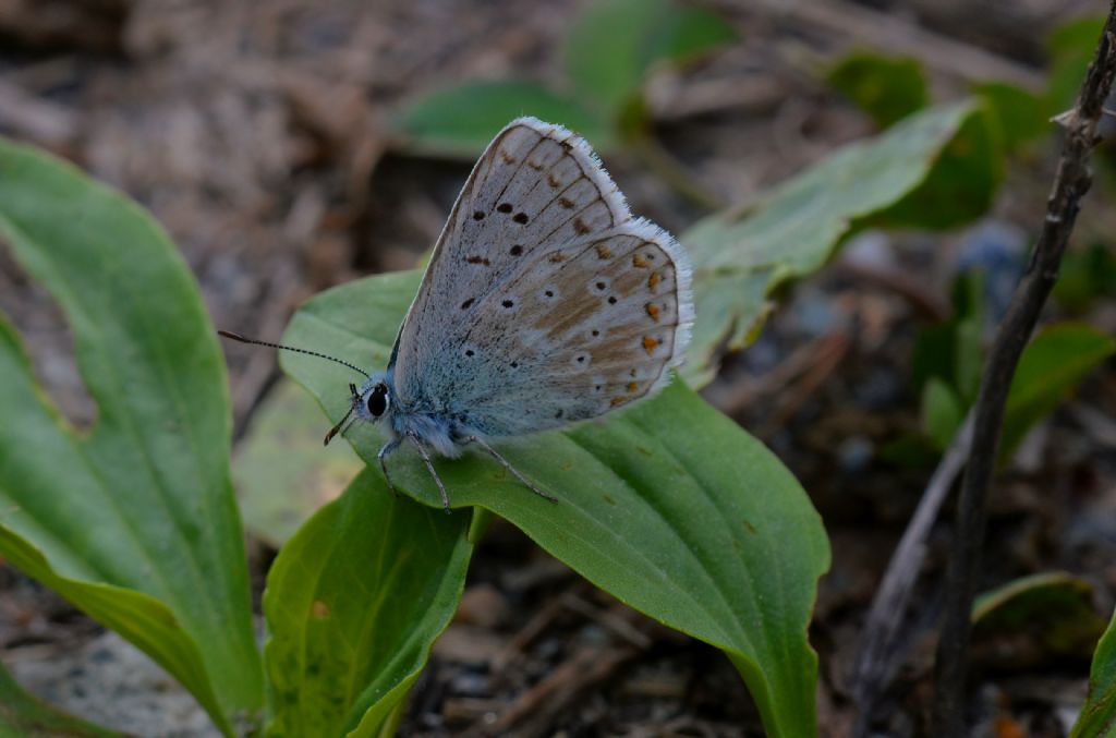 Lycaenidae da id.