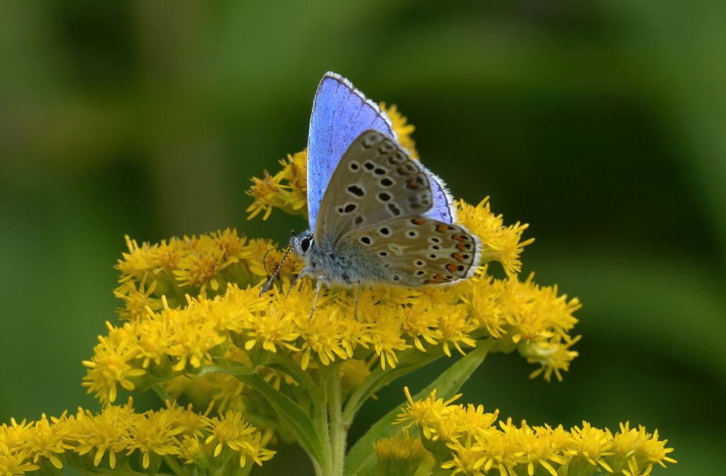 Lycaenidae da id (2)