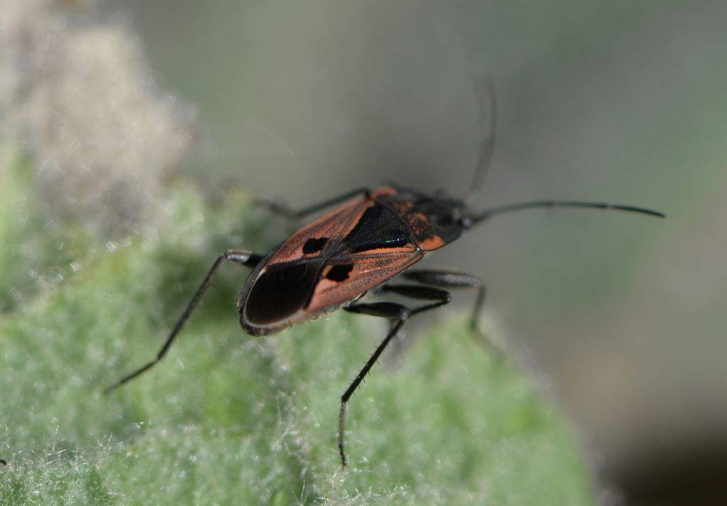 Rhyparochromus sanguineus?