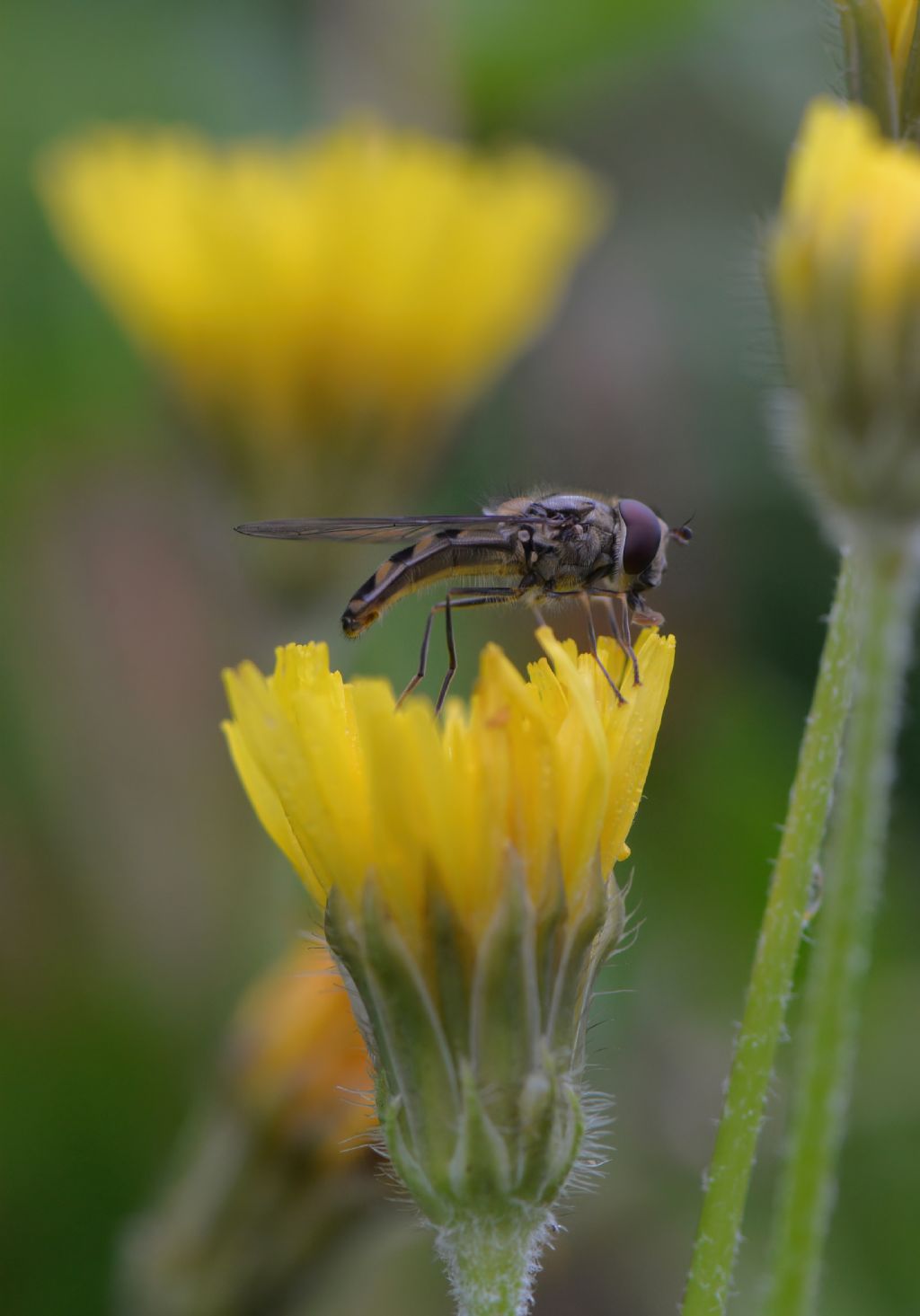 Syrphidae da id