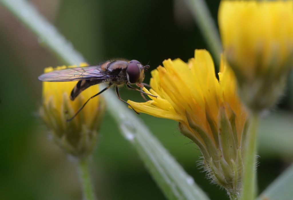 Syrphidae da id