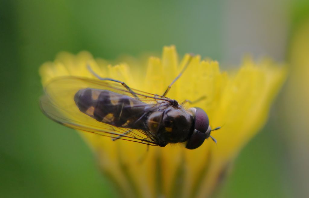 Syrphidae da id