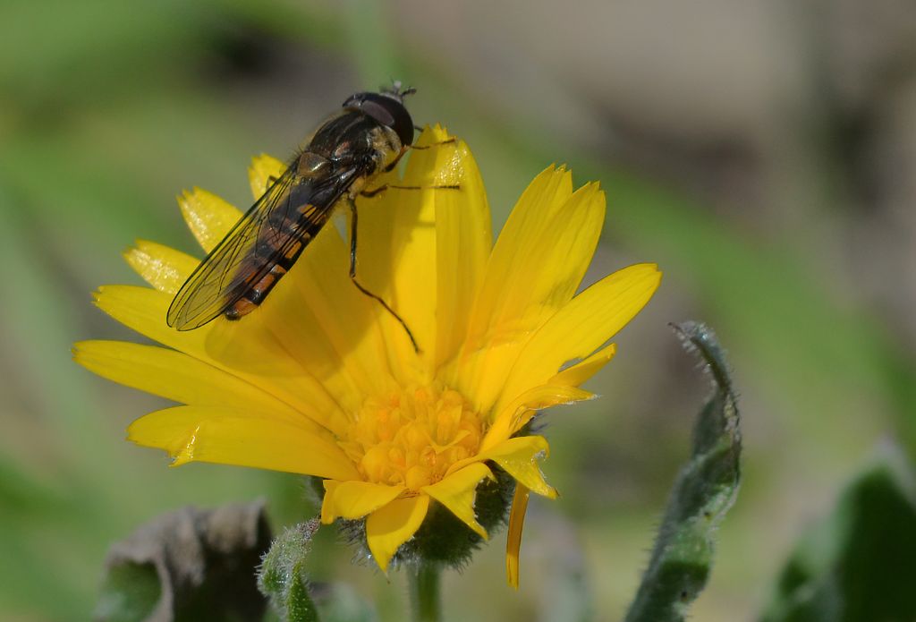 Syrphidae da id