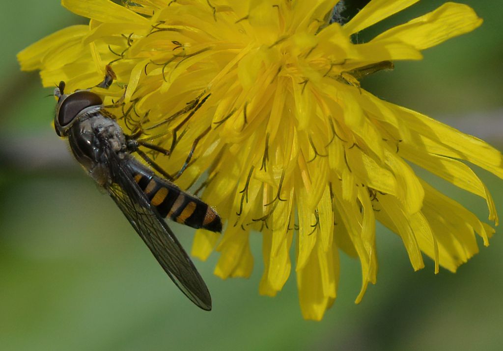 Syrphidae da id