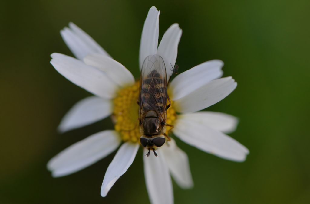 Syrphidae da id