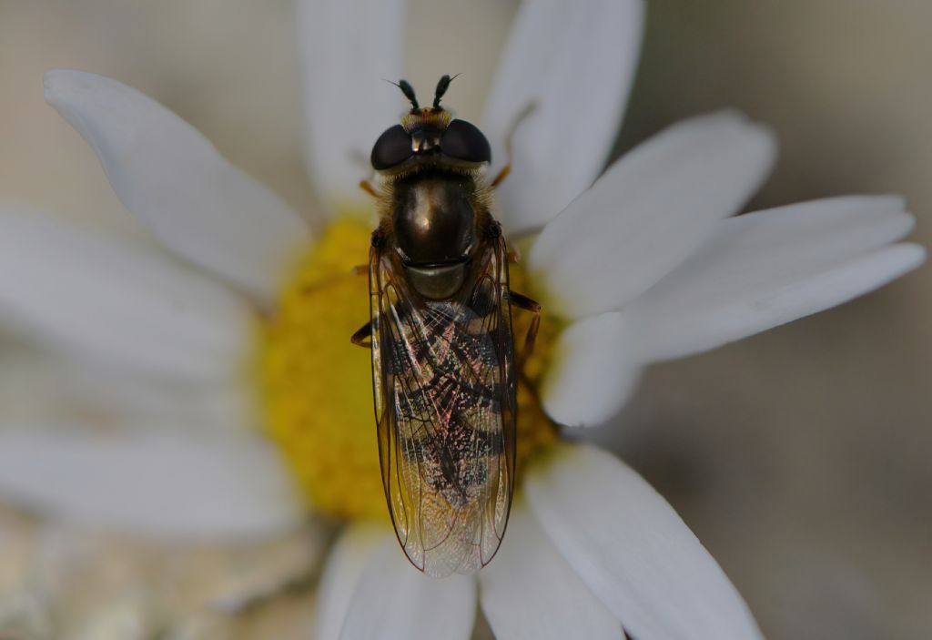 Syrphidae da id