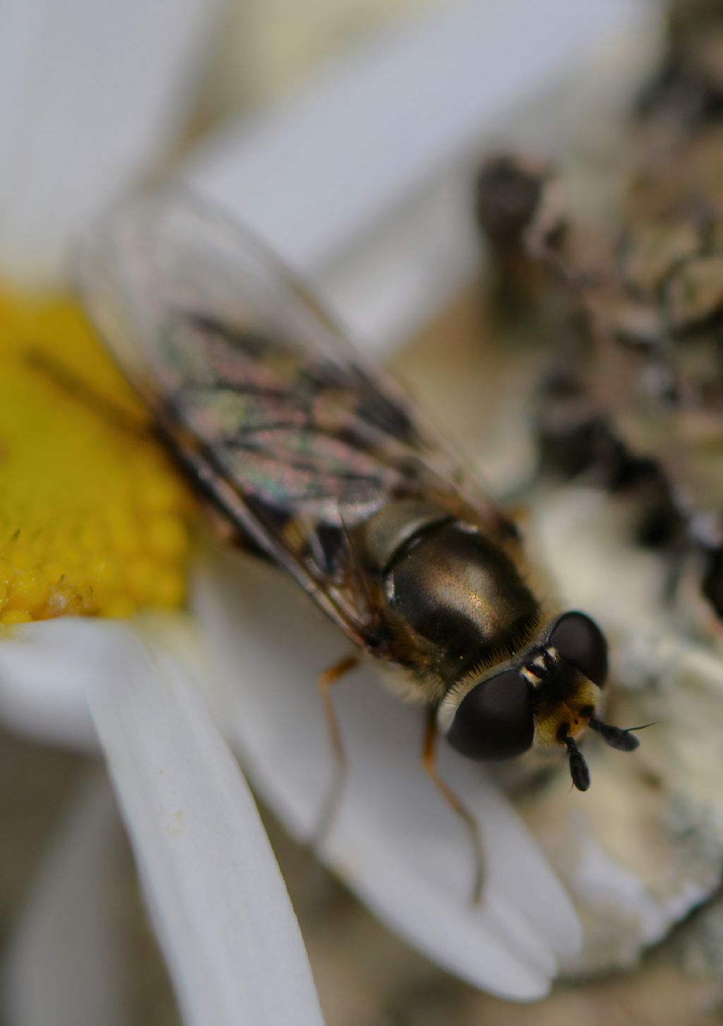 Syrphidae da id