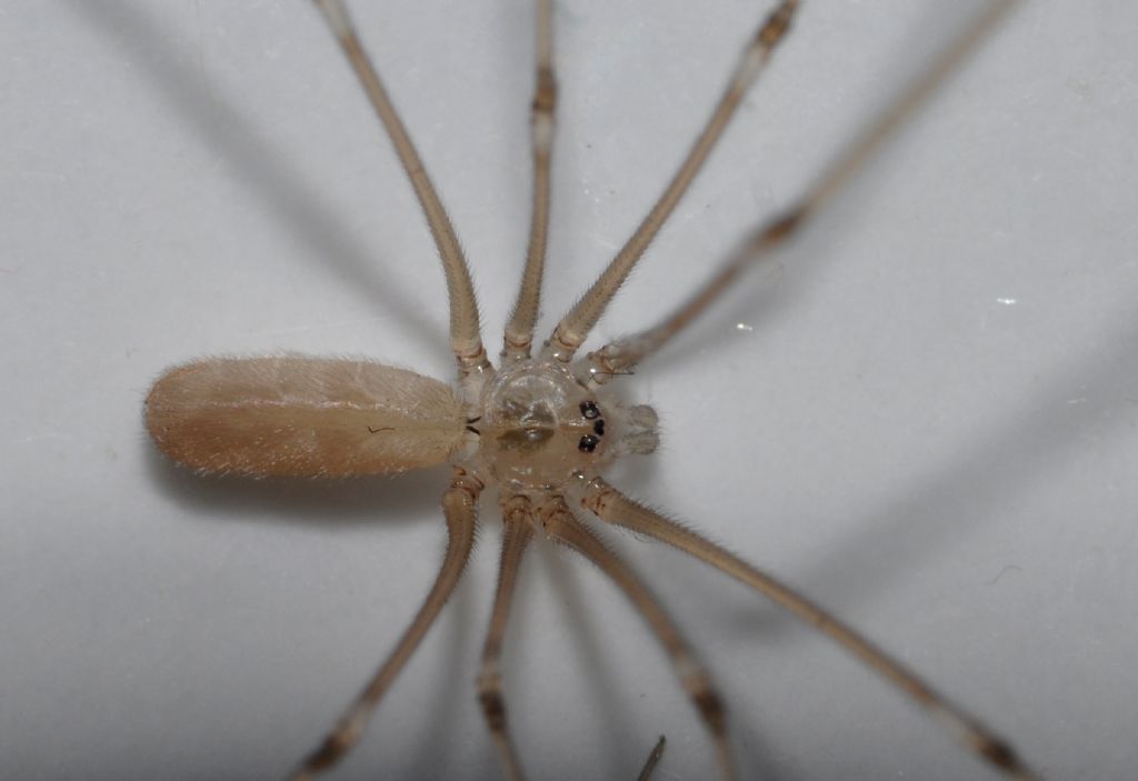 Pholcidae da id