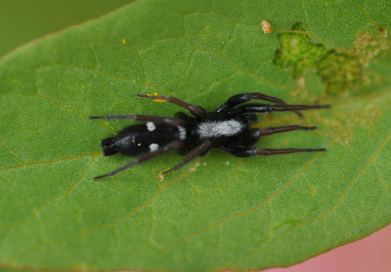 Gnaphosidae da id