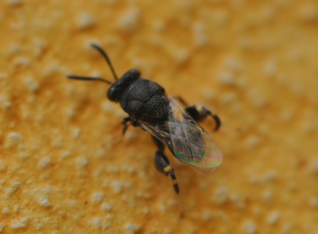 da identificare