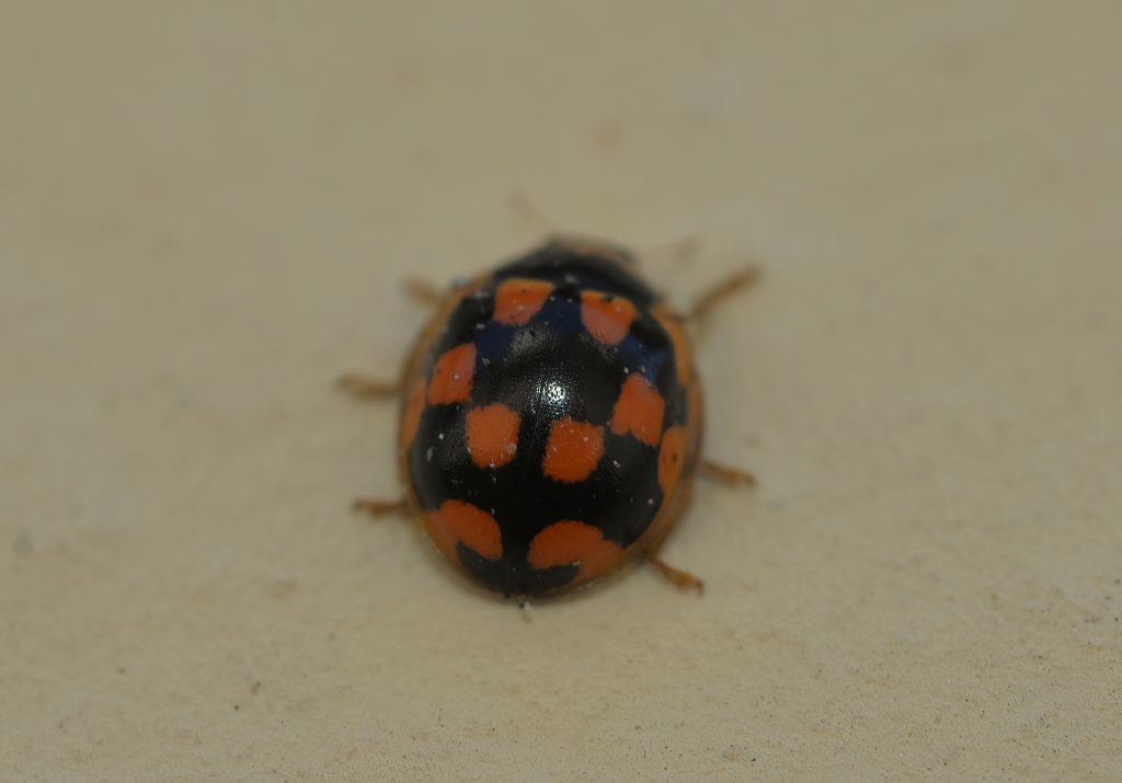 Coccinellidae: Propylea quatuordecimpunctata